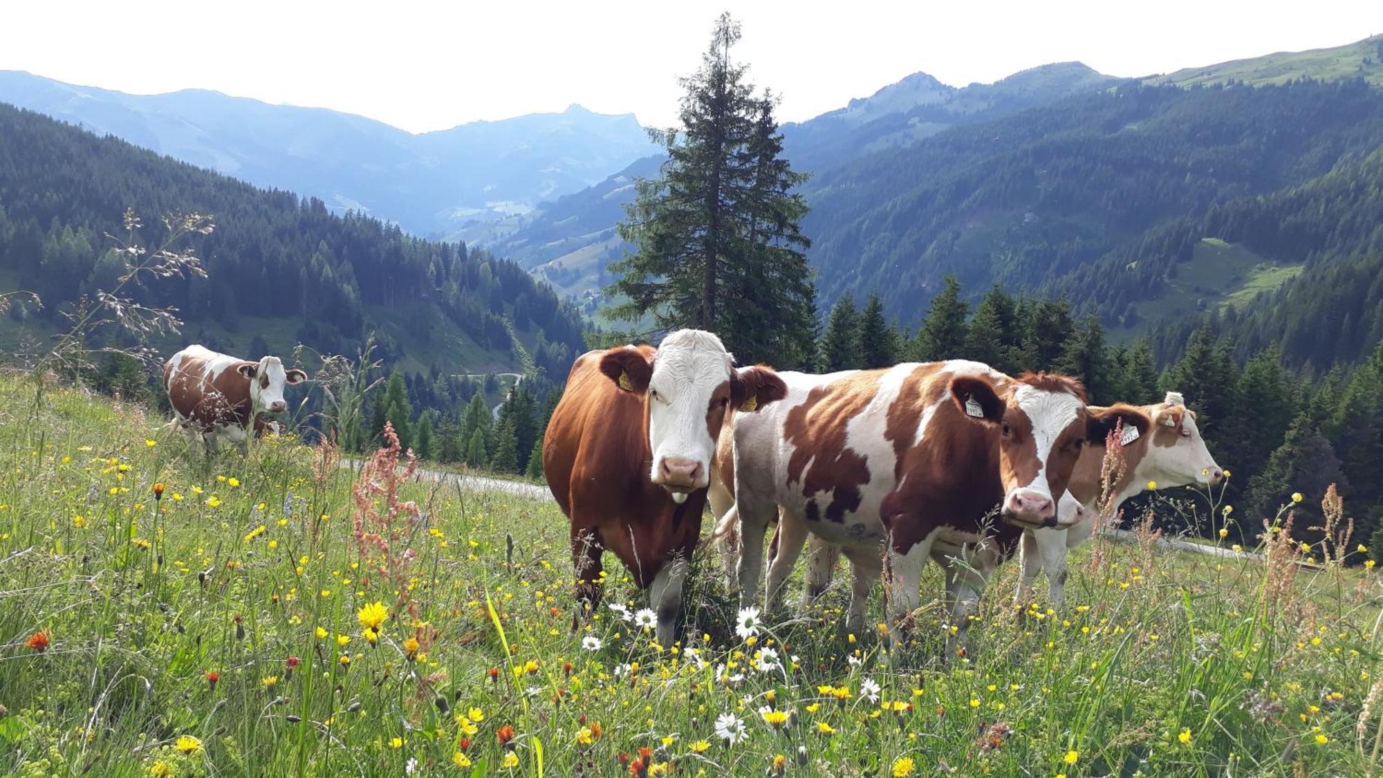 Bauernhof Klausbauer Daire Grossarl Dış mekan fotoğraf