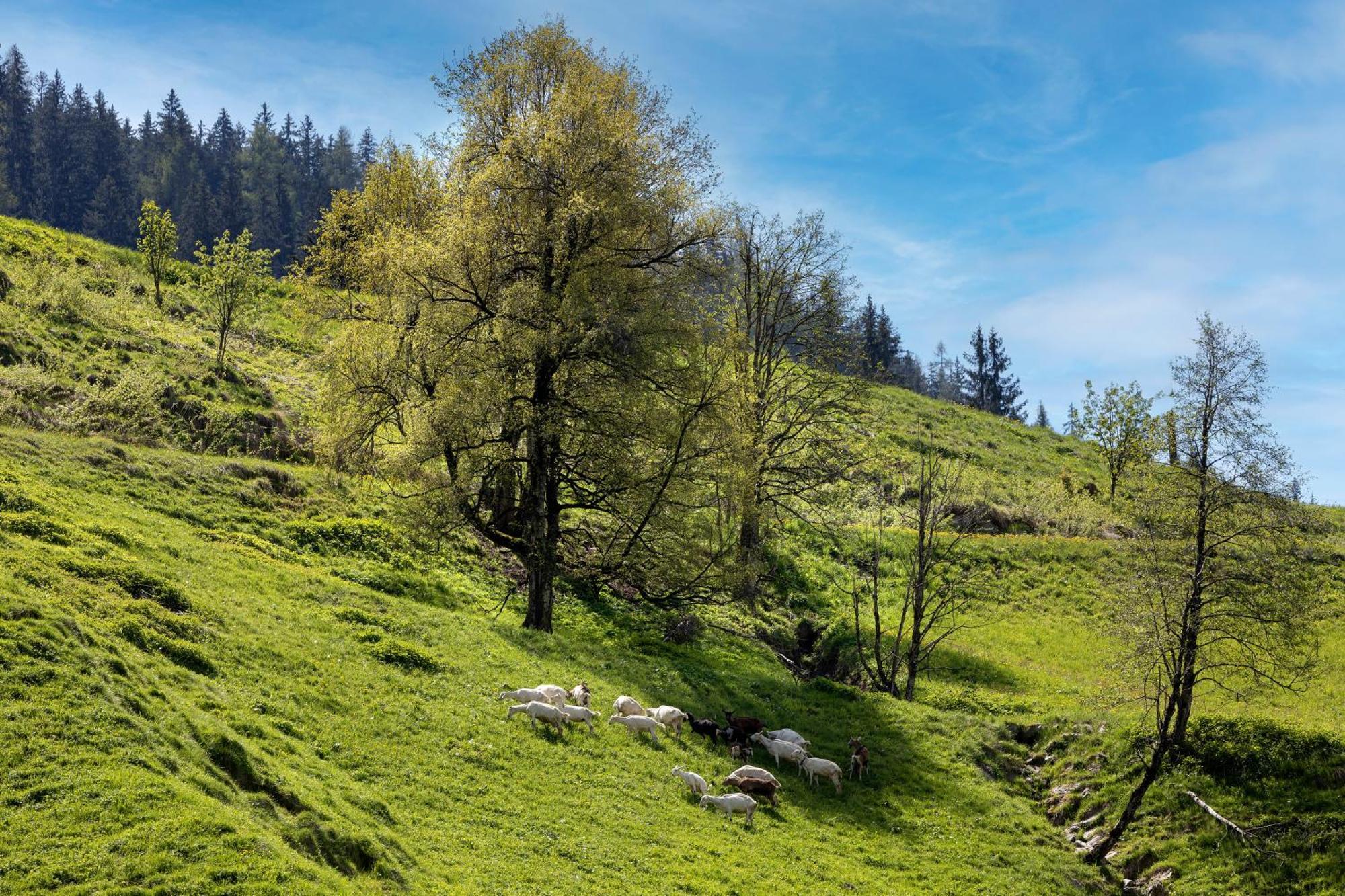 Bauernhof Klausbauer Daire Grossarl Dış mekan fotoğraf